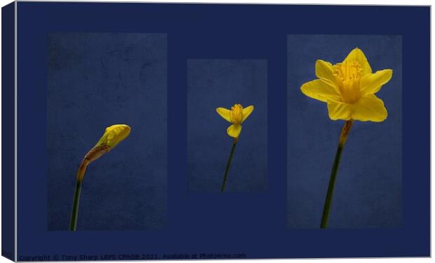 FROM BUD TO BLOOM Canvas Print by Tony Sharp LRPS CPAGB