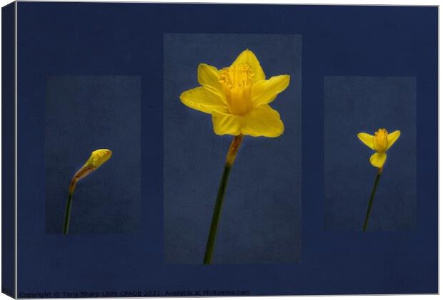 DAFFODIL - FROM BUD TO BLOOM Canvas Print by Tony Sharp LRPS CPAGB