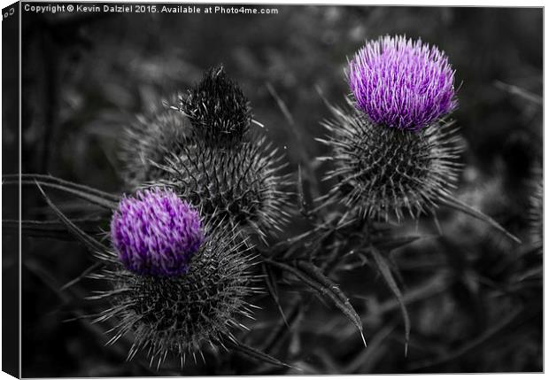 Thistles Canvas Print by Kevin Dalziel