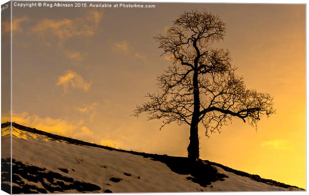  Alston Tree Sunset Canvas Print by Reg K Atkinson