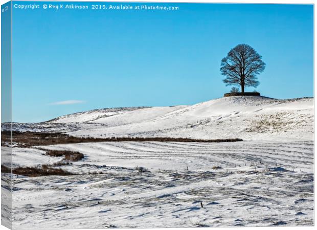 Lone Old Oak  Canvas Print by Reg K Atkinson