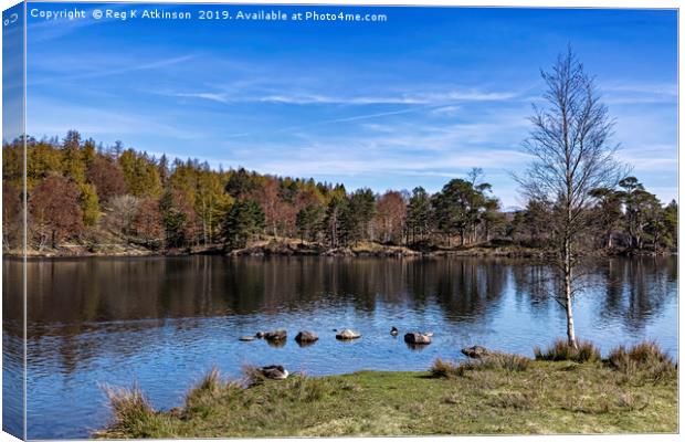 Tarn Hows Canvas Print by Reg K Atkinson