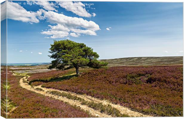 Lone Pine - Burnhope Moor  Canvas Print by Reg K Atkinson