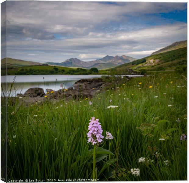 wild flowers and mountains Canvas Print by Lee Sutton