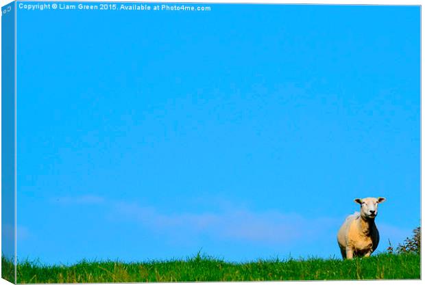  sheep on the horizon Canvas Print by Liam Green