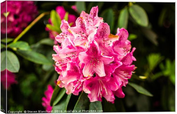 Pinky Canvas Print by Steven Blanchard