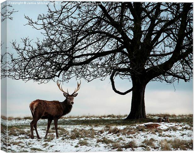  Richmond Park Deer Canvas Print by Jamie Mitchell