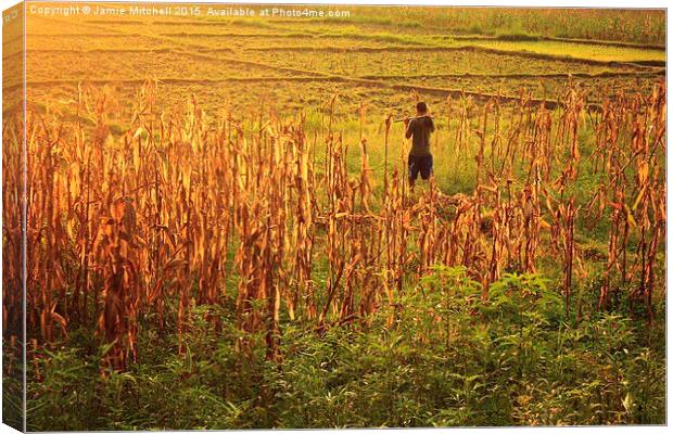  Fields of Gold Canvas Print by Jamie Mitchell