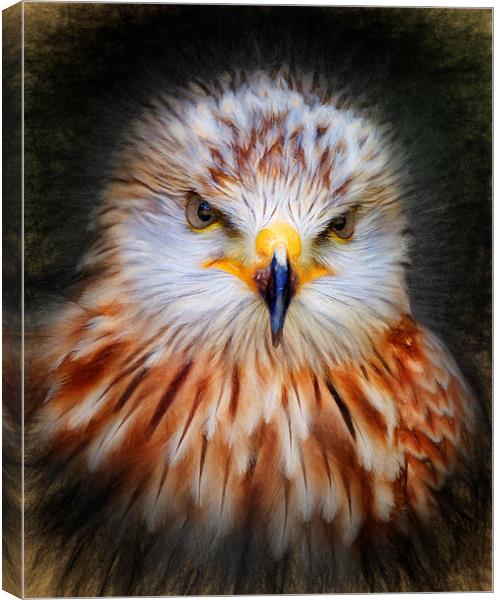 Red Kite  Canvas Print by Ian Merton