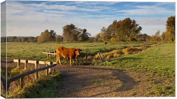 Morning Cow Canvas Print by Ian Merton