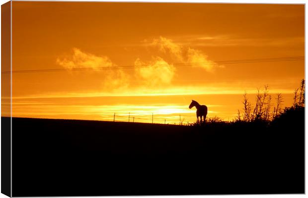  Sunset Horse Canvas Print by Jackson Photography