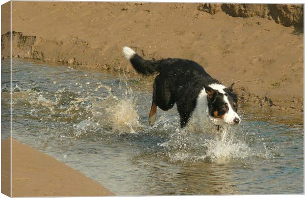 A Wet Collie Dog Canvas Print by Jackson Photography