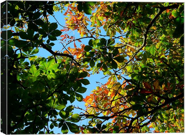Leafy Sunny day Tree Canvas Print by Jackson Photography