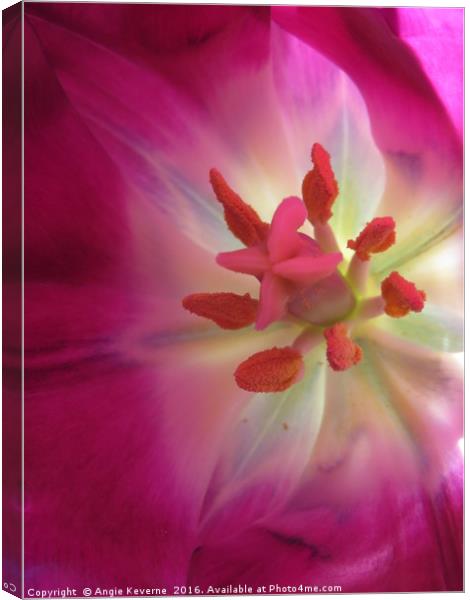 Pink Tulip Canvas Print by Angie Keverne