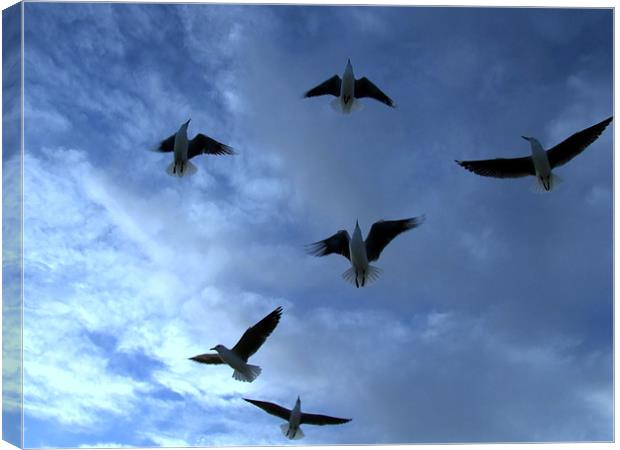Sea Gulls in the dark blue sky Canvas Print by Ralph Schroeder