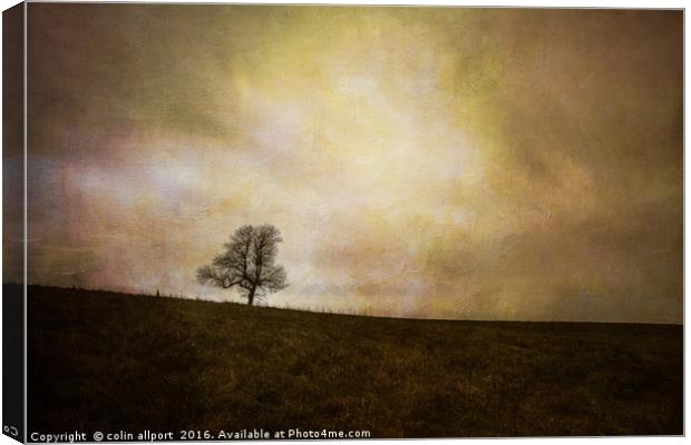 the tree Canvas Print by colin allport
