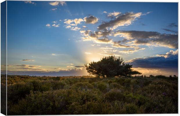 Setting Sun at Dunwich Heath, Suffolk Canvas Print by Nick Rowland