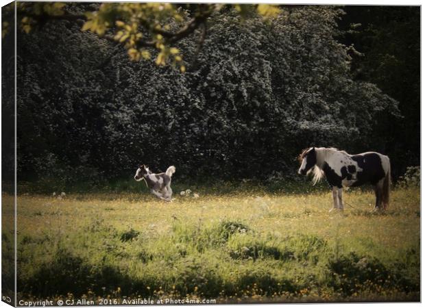 Horse and Foal Canvas Print by CJ Allen