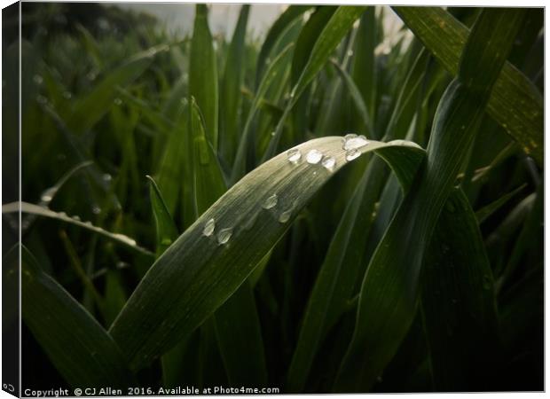 Raindrops on a leaf. Canvas Print by CJ Allen