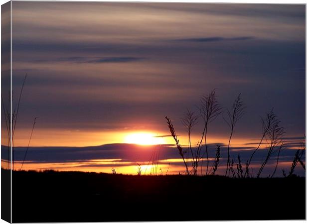  Grassy Sunset Canvas Print by dan Comeau