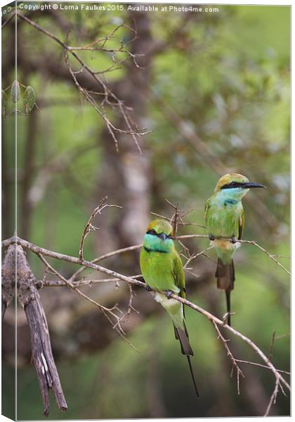 A Pair of Bee - Eaters Canvas Print by Lorna Faulkes