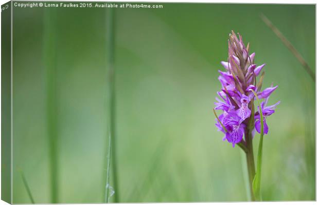 Southern Marsh Orchid  Canvas Print by Lorna Faulkes
