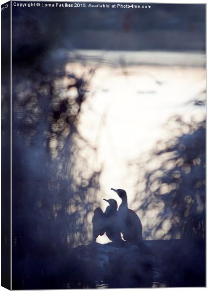  Dawn Cormorants  Canvas Print by Lorna Faulkes