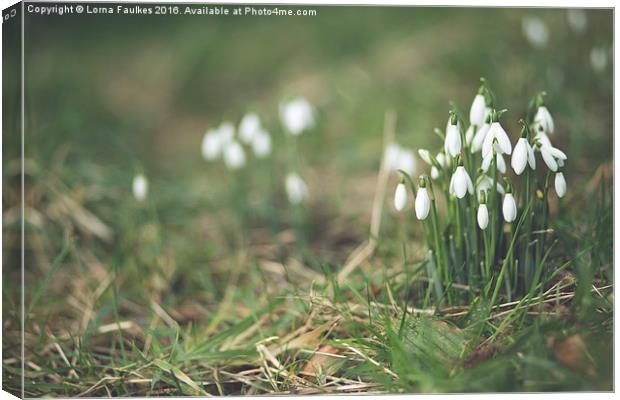 Snowdrops  Canvas Print by Lorna Faulkes