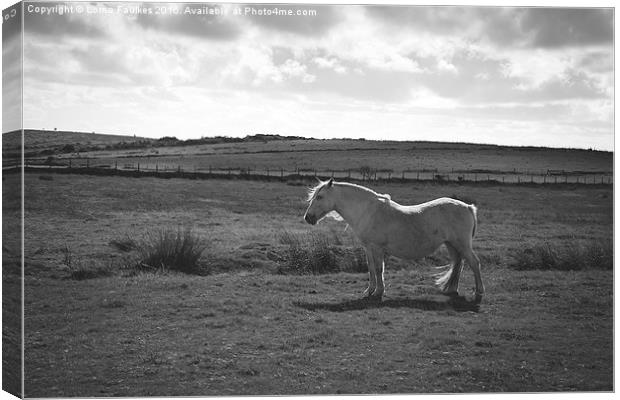 Wild Pony on Bodmin Moor  Canvas Print by Lorna Faulkes