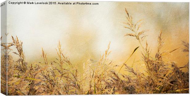  Grasses Canvas Print by Mark Lovelock