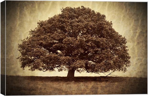 Lone Tree Canvas Print by S Fierros