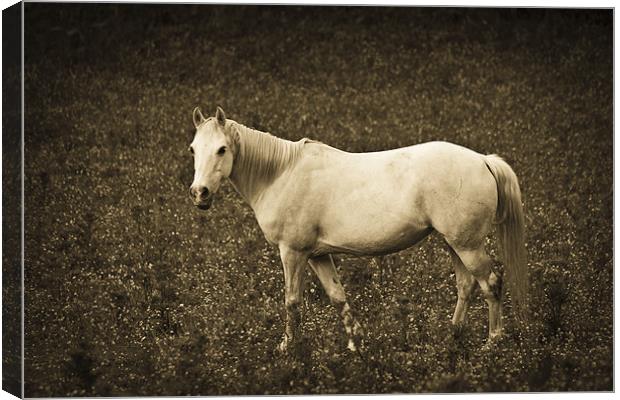 White horse in meadow Canvas Print by S Fierros