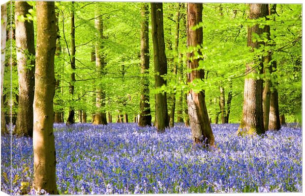 Forest Bluebells Canvas Print by John Hickey-Fry