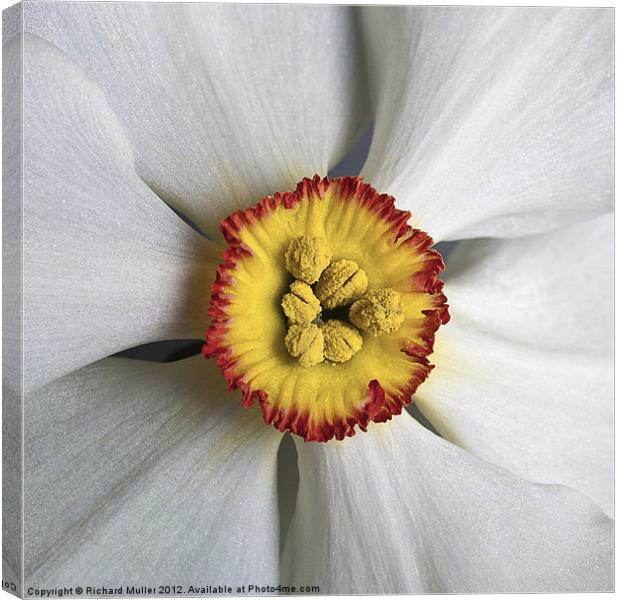 Daffodil Canvas Print by Richard Muller