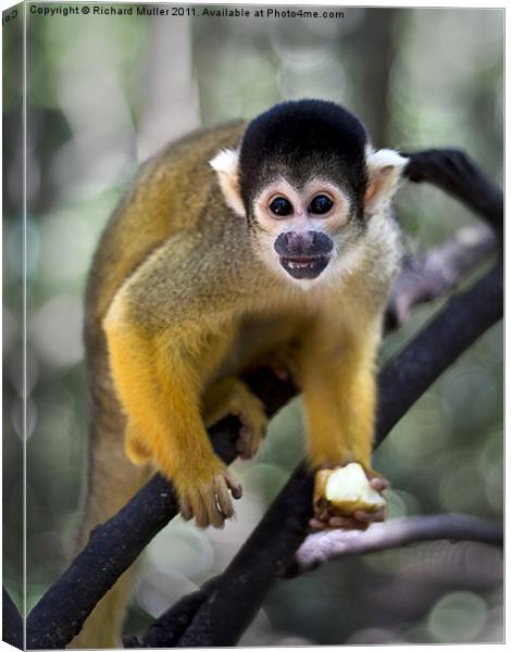 Squirrel Monkey Canvas Print by Richard Muller