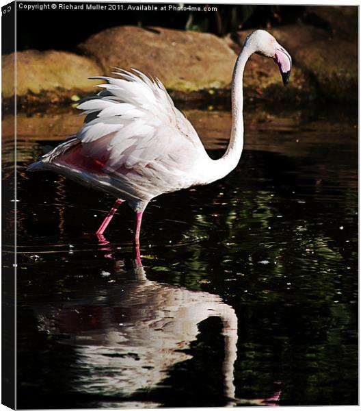 Ruffled Feathers Canvas Print by Richard Muller
