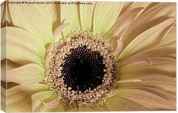 Faded Bloom Canvas Print by Richard Muller