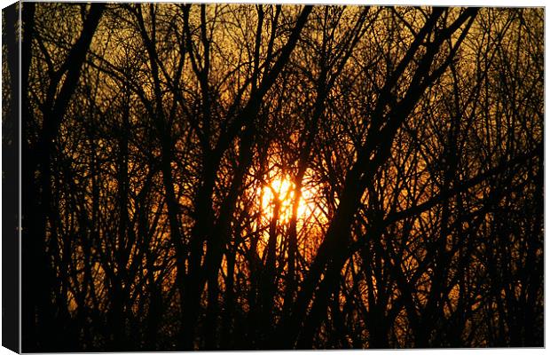 Sunset between trees Canvas Print by Dianana 