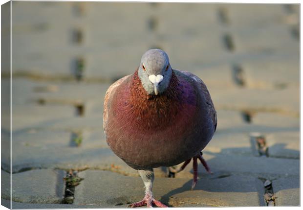 Fearless pigeon Canvas Print by Dianana 