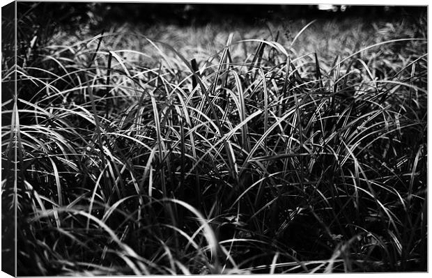 Grassy Canvas Print by Michelle Ellis