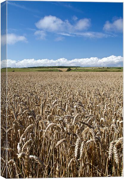 Corn Field in Dorset Canvas Print by Alice Gosling