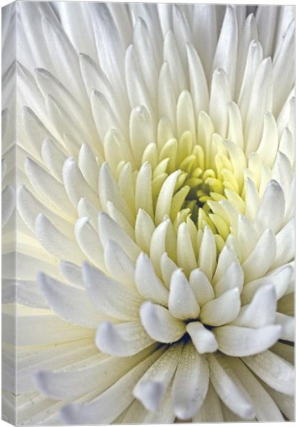 White Dahlia Canvas Print by Alice Gosling