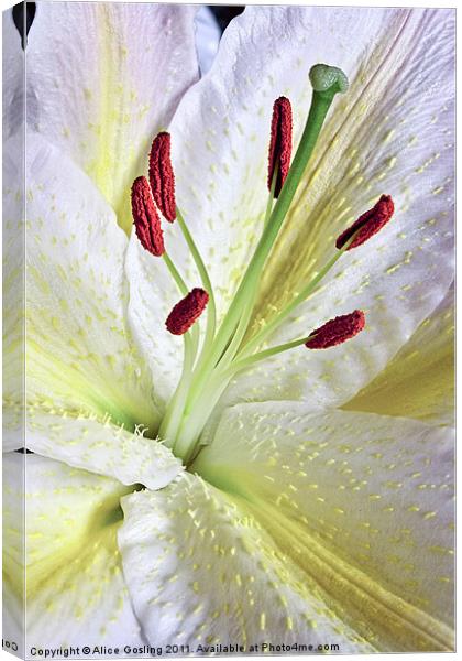 White Lily Canvas Print by Alice Gosling