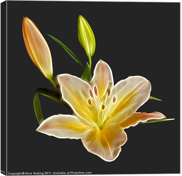 Lily Canvas Print by Alice Gosling