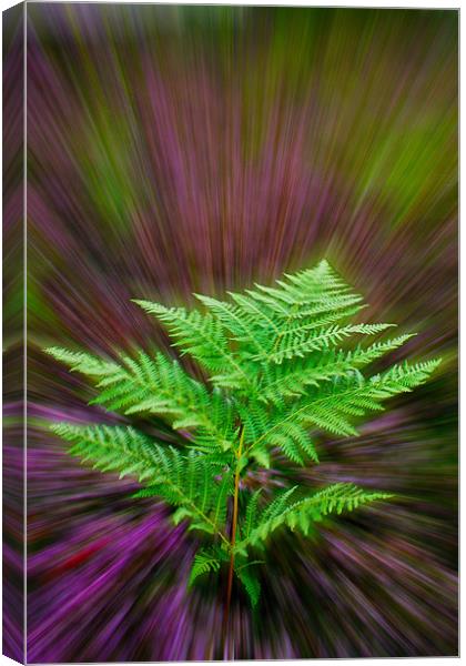 Fern and Heather Canvas Print by Alice Gosling