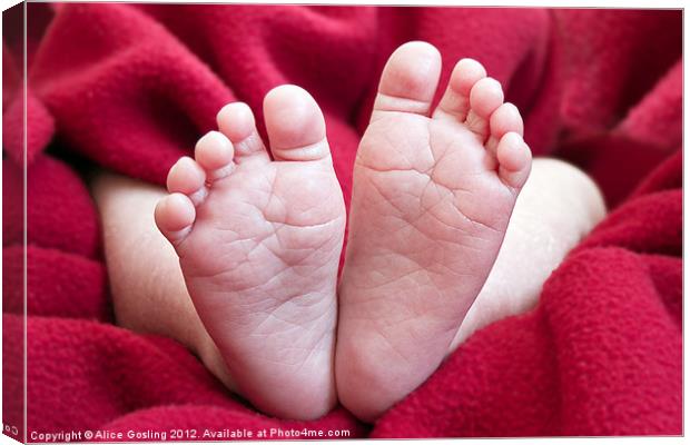 Baby Feet Canvas Print by Alice Gosling