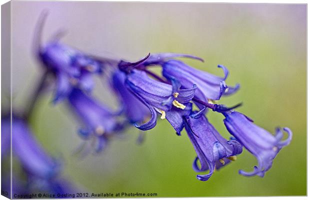 Bluebell Canvas Print by Alice Gosling