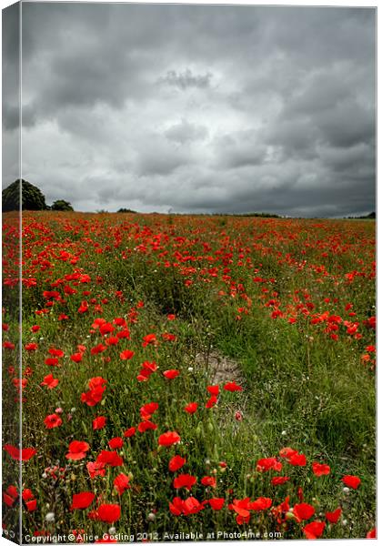 Poppies before the Storm Canvas Print by Alice Gosling