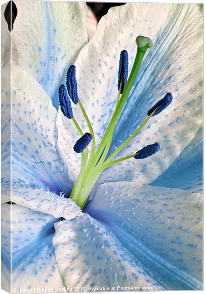 Blue Lily Macro Canvas Print by Alice Gosling