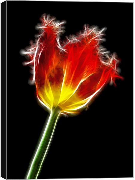 Parrot Tulip Canvas Print by Alice Gosling